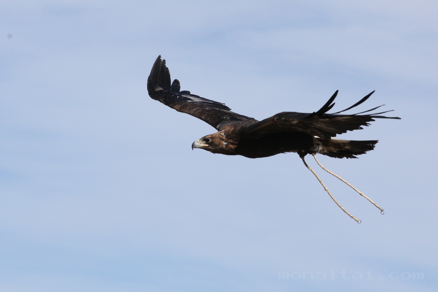 Golden Eagle Festival & Cultural Events photo 6